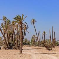 Land Damascus - High Standard Building Land for Sale | Marrakech 🇲🇦