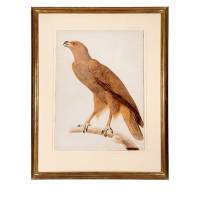 Jacques Barraband Signed Watercolors for the Description de L'Egypte Circa 1801 | CA 🇺🇸