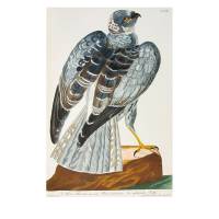 Thomas Pennant Zoologia Britannica Johan Jacob Haid und Sohn 1771 | CA 🇺🇸